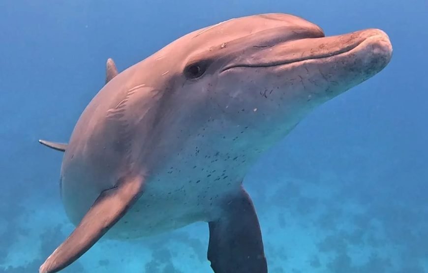 Swimming with Dolphins on Dolphin Tour