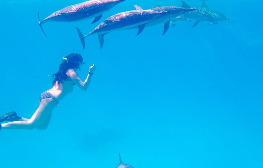 Swimming with Dolphins on Dolphin Tour