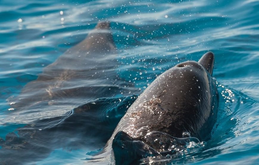 Swimming with Dolphins on Dolphin Tour