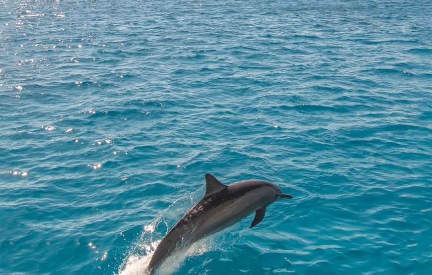 Swimming with Dolphins on Dolphin Tour