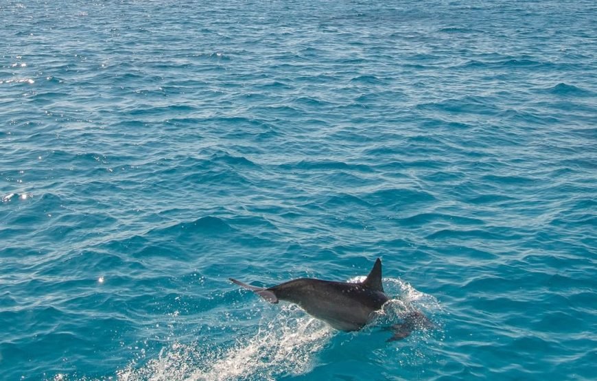 Swimming with Dolphins on Dolphin Tour