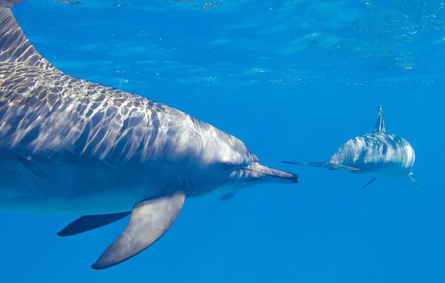 Swimming with Dolphins on Dolphin Tour