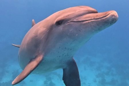 Swimming with Dolphins on Dolphin Tour