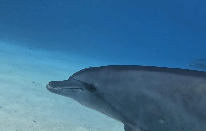 Swimming with Dolphins on Dolphin Tour