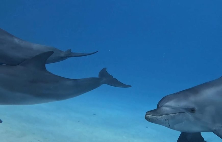 Swimming with Dolphins on Dolphin Tour