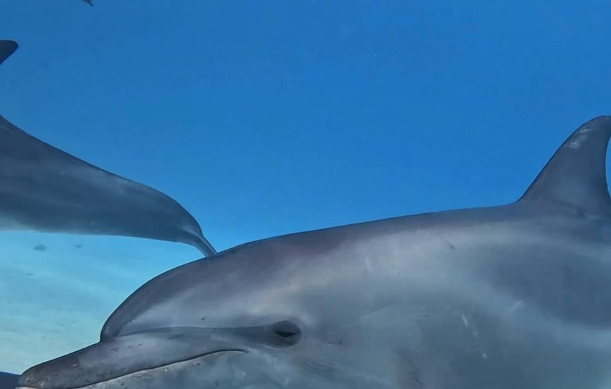 Swimming with Dolphins on Dolphin Tour