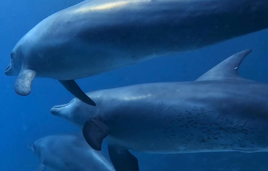 Swimming with Dolphins on Dolphin Tour